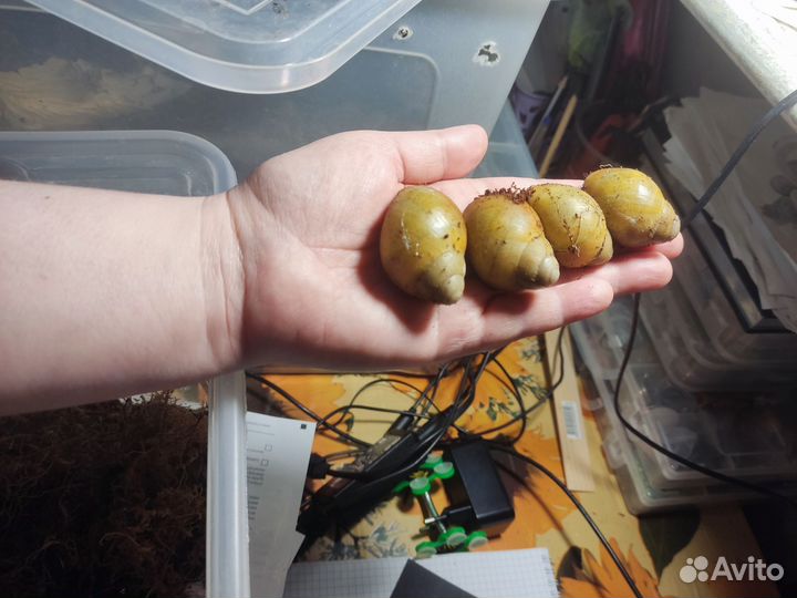 Улитка Архахатин Маргината Иктерика