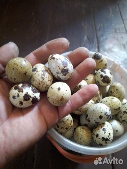 Яйца перепелиные домашние, инкубационные