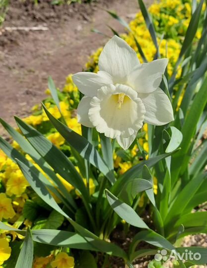 Луковицы нарциссов