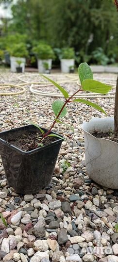 Гортензия метельчатая Винс Ред