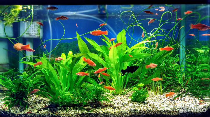 Меченосцы, креветки и улитки Хелены