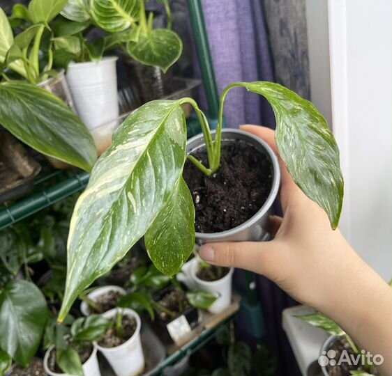 Спатифиллум