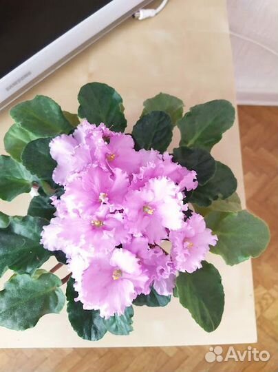 Комнатные цветы фиалки