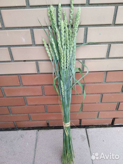 Букет из сухоцветов