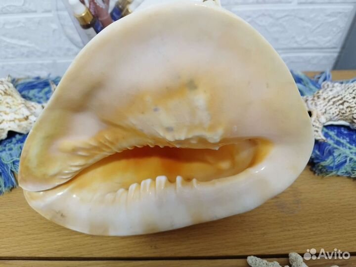 Ракушки и кораллы из разных стран