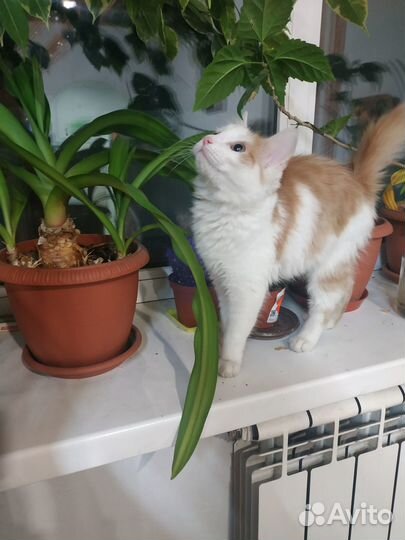 Молодая кошечка