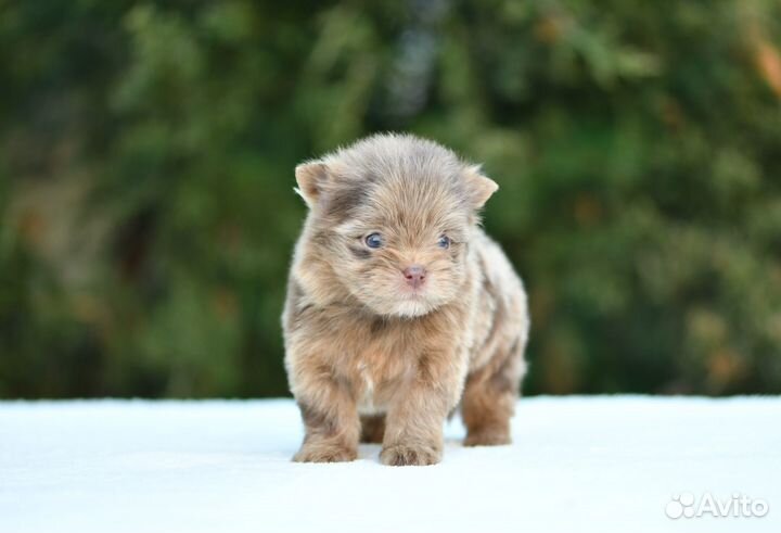 Шпиц-терьер шоколадный мерле