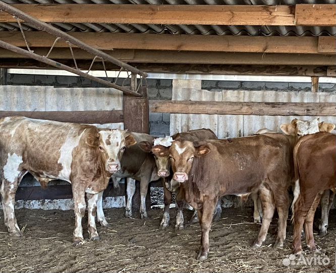 Продаются быки