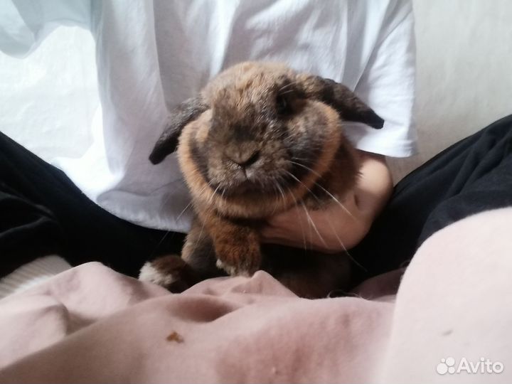 Декоративные кролики, вислоухий баран