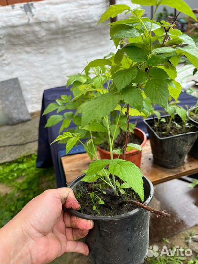 Чёрная малина сорт Блэк Джевел