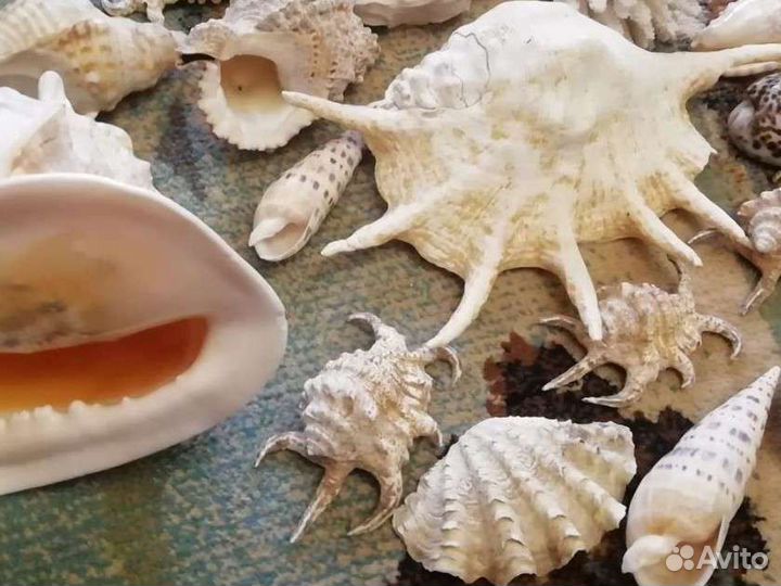 Ракушки, коралл