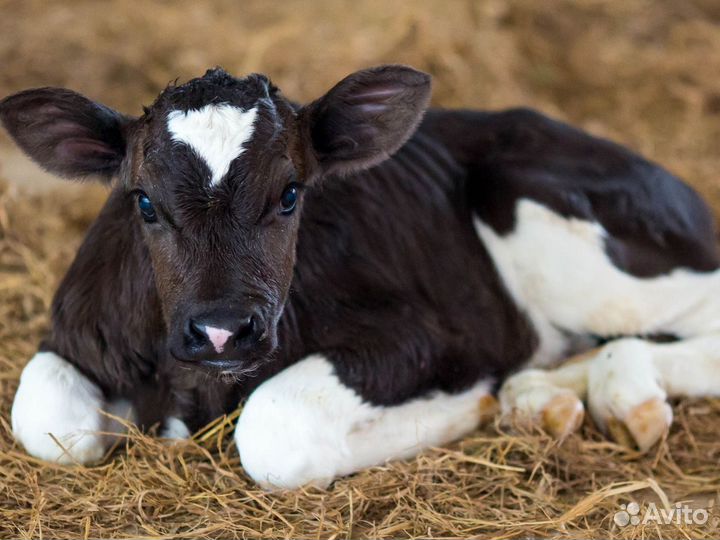 Бычки и телята на откорм, мясные