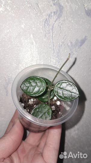 Хойя матильда