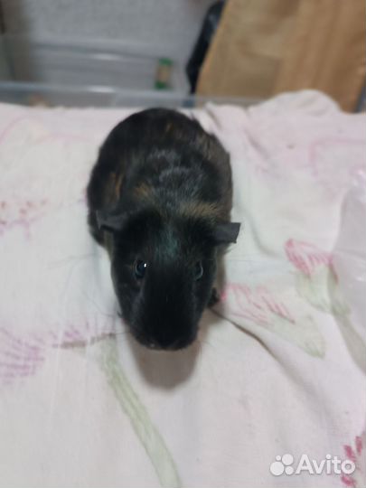 Морская свинка