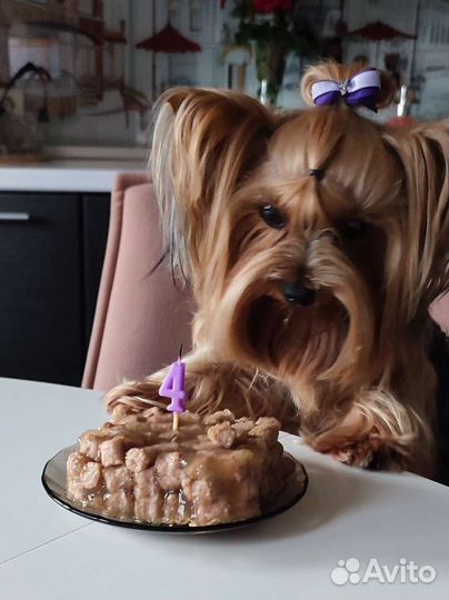 Йоркширский терьер