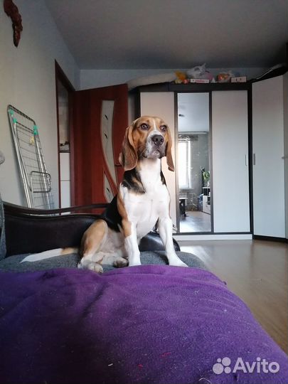 Вязка бигль