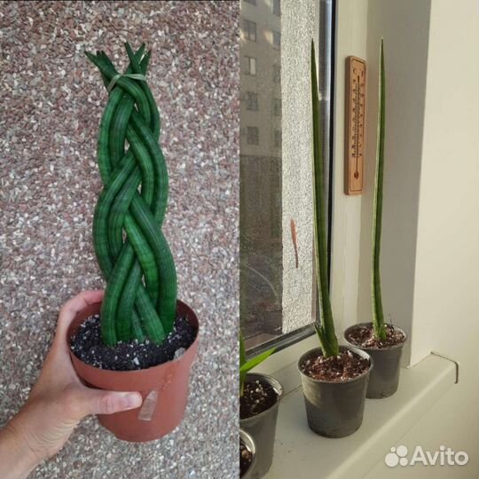 Набором комнатные растения