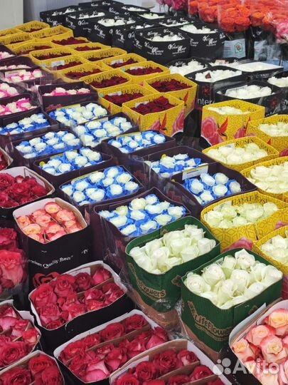 Роза Эквадор букет цветы