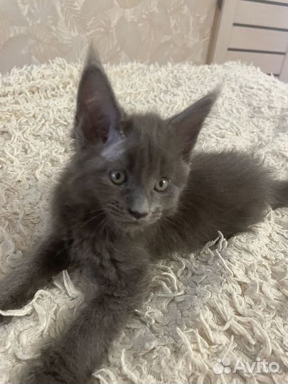Майн кун котята