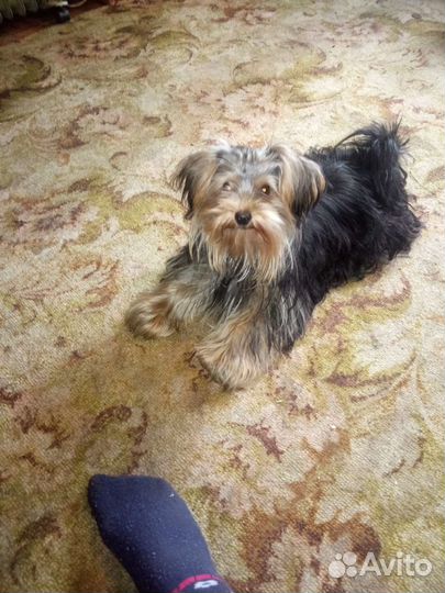 Йоркширский терьер мини