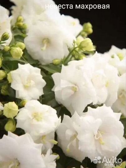 Кампанула жених и невеста