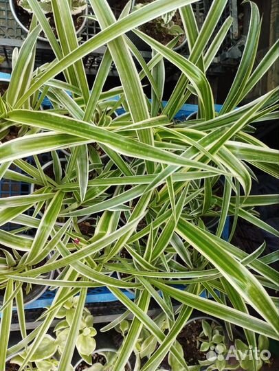 Традесканция, плектрантусы, колизия, хлорофитум