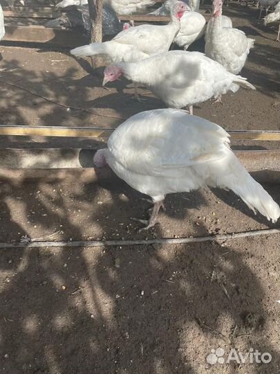 Индюки на мясо