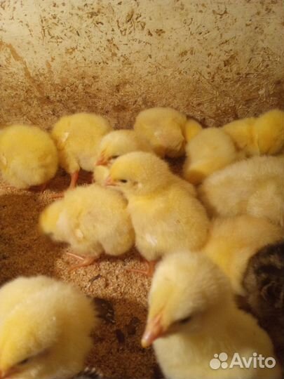 Индюшата,утята, бройлер