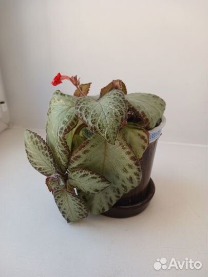 Кротон, Хатиора, Аихризон