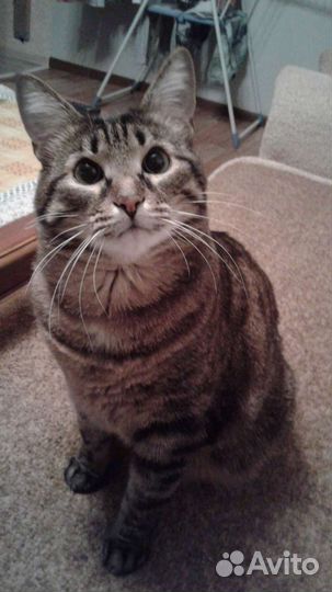 Отдам кота в добрые руки