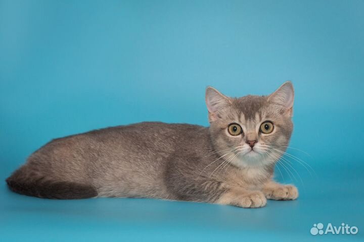 Британские котята Девочка голубое золото