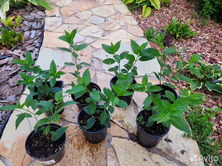 Гортензия Металлика