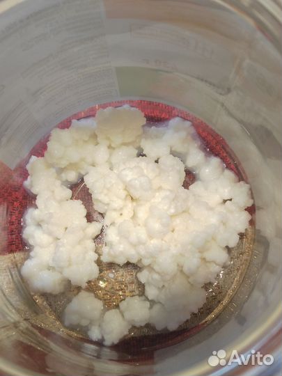 Тибетский молочный гриб