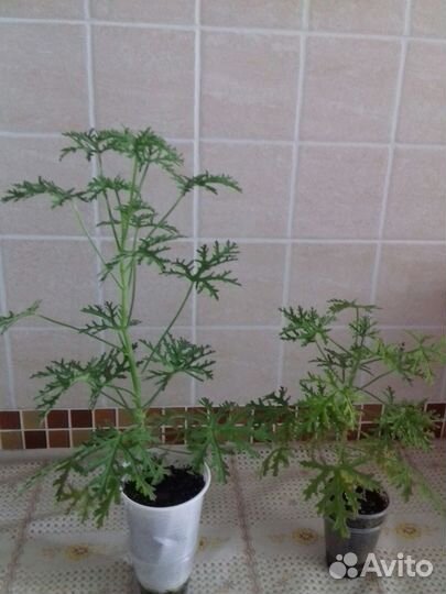 Домашние цветы