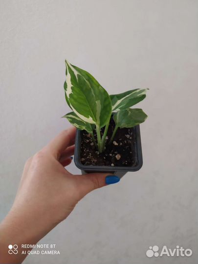 Сциндапсус (эпипремнум), пуансеттия