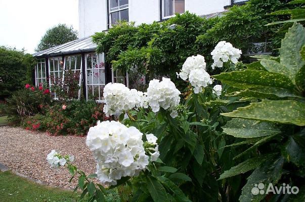 Флокс Белый Адмирал