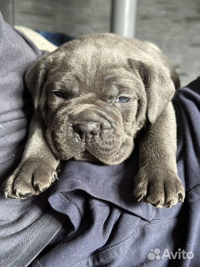 Щенки кане Корсо