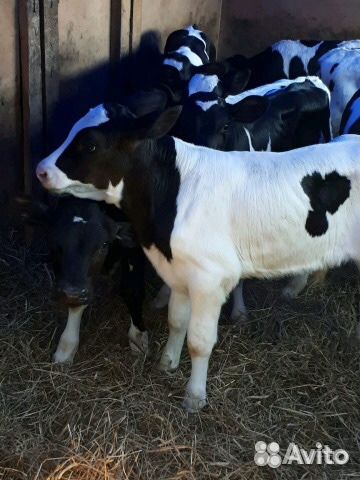 Телята элитные