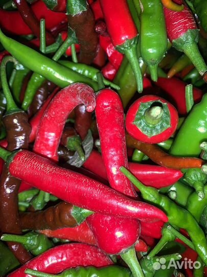 Перец острый свежий