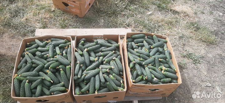 Огурцы свежие оптом