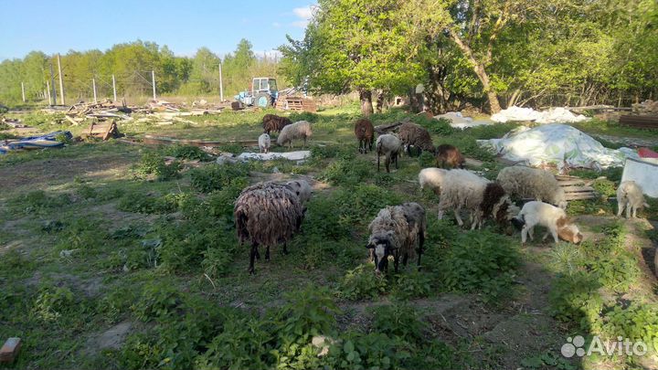 Продам овец