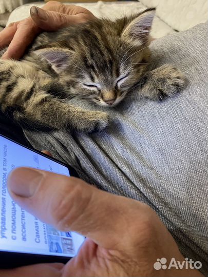 Кошечка 1,5 месяца
