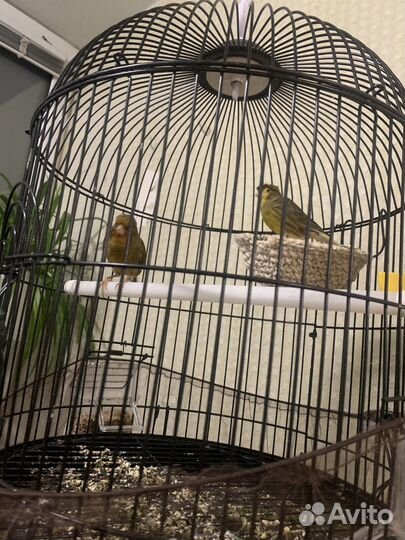 Продам кенора