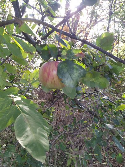 Участок 26,5 сот. (ИЖС)