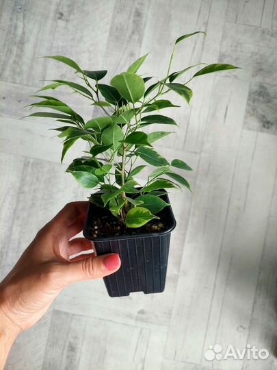 Фикус Бенджамина