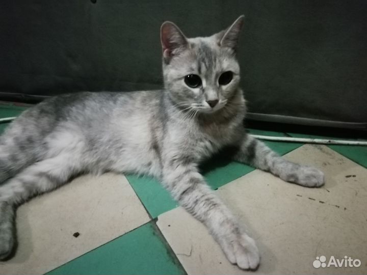 Найдена кошка