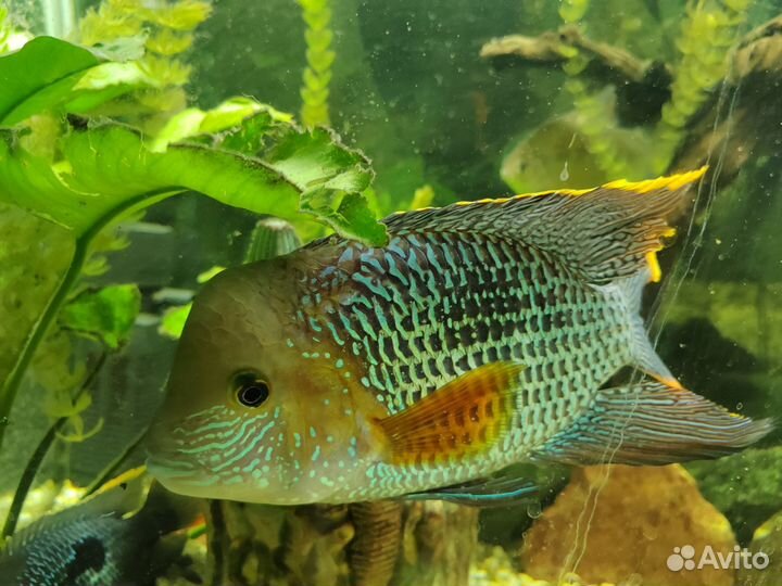 Акара бирюзовая, подростки