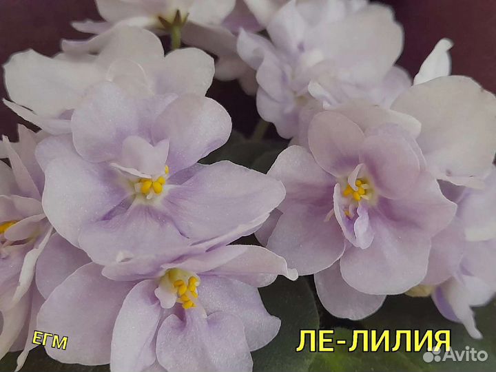 Фиалки мини и полумини