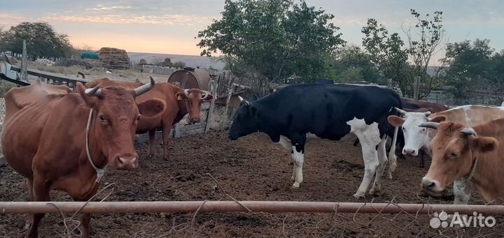 Корова высокоудойная