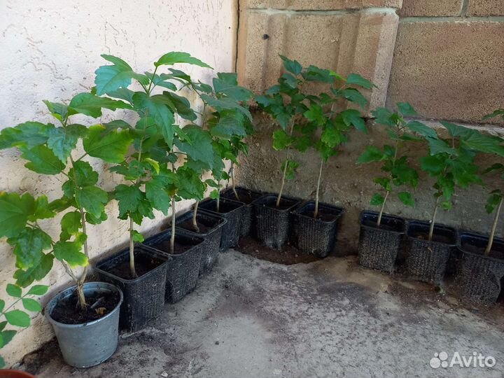 Гибискус китайская роза